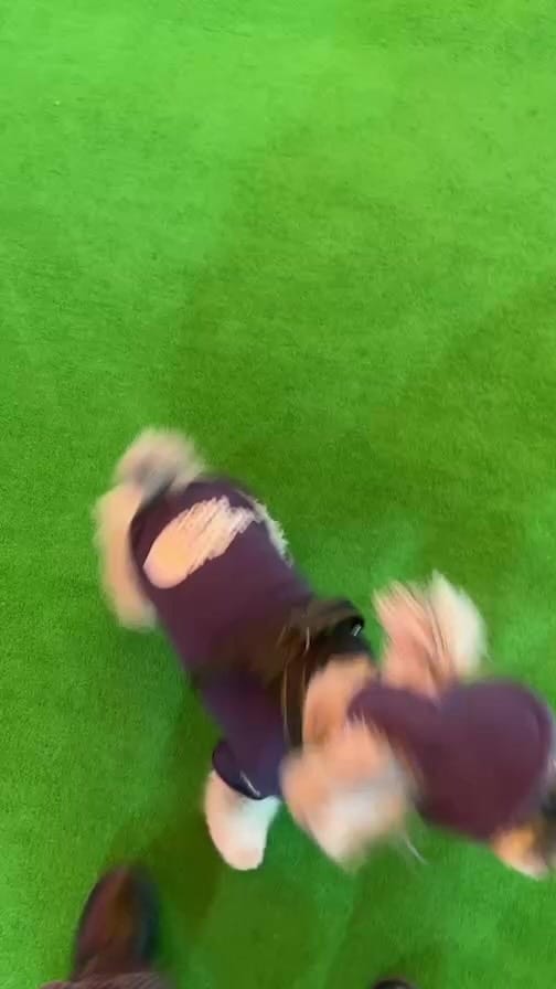 Post 2 by Mシュナウザー小姫とコケン on Instagram (video)