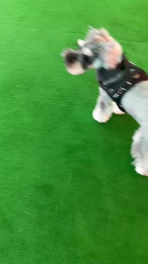 Post 3 by Mシュナウザー小姫とコケン on Instagram (video)