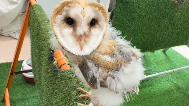 Post 2 by フクロウと小動物のお店　鷹翔 on Instagram (video)