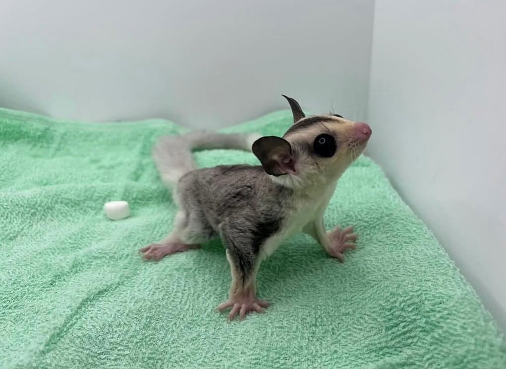 Post 6 by フクロウと小動物のお店　鷹翔 on Instagram (image)
