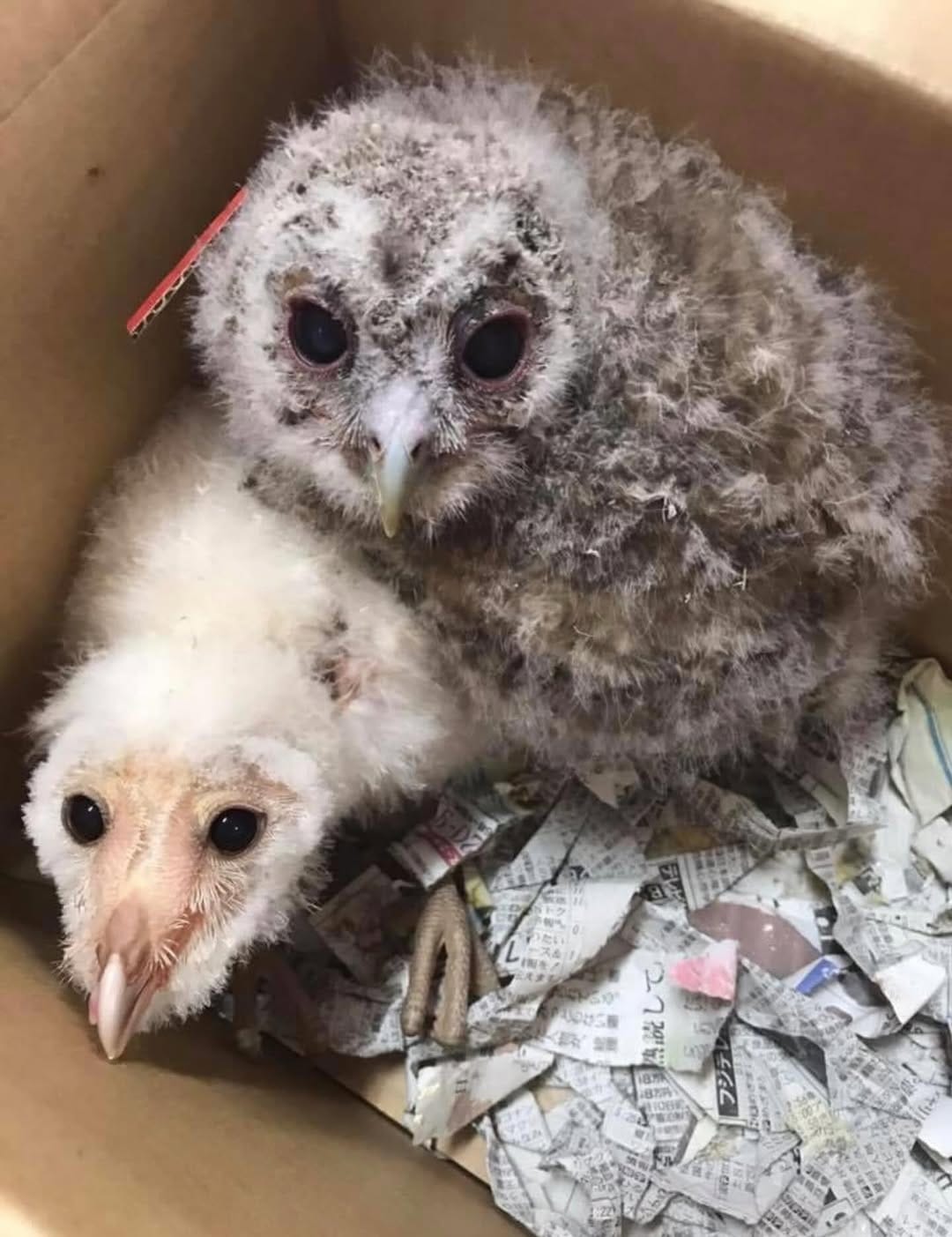 Post 9 by フクロウと小動物のお店　鷹翔 on Instagram (image)