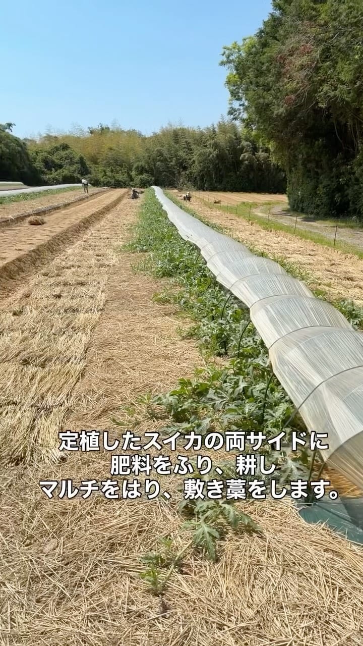 Post 3 by 若松 田中農園 on Instagram (video)