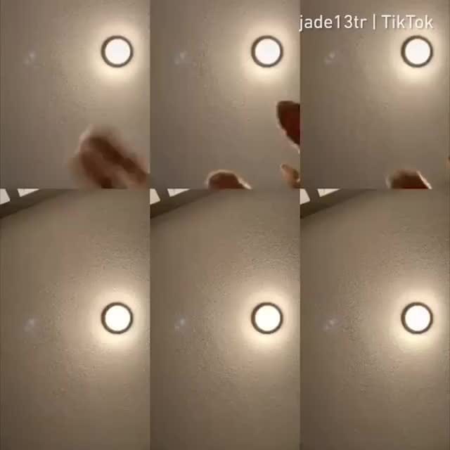 Post 4 by Cat Lover Tribe 😽 on Instagram (video)