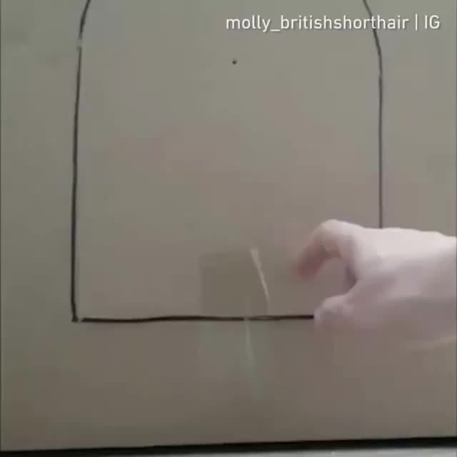 Post 2 by Cat Lover Tribe 😽 on Instagram (video)