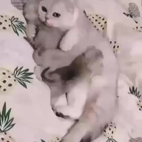 Post 6 by Cat Lover Tribe 😽 on Instagram (video)