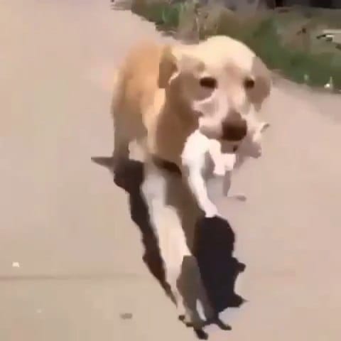Post 9 by Cat Lover Tribe 😽 on Instagram (video)