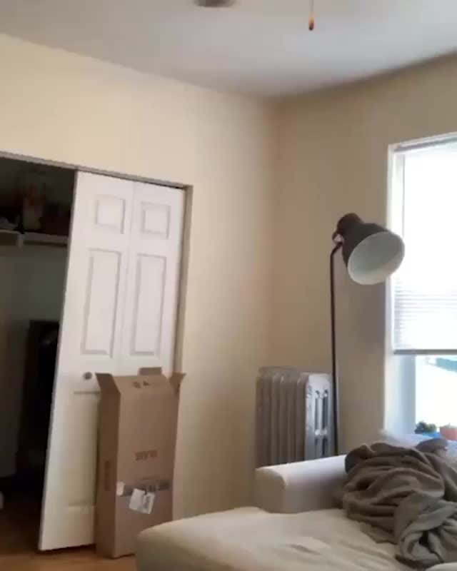 Post 7 by Cat Lover Tribe 😽 on Instagram (video)