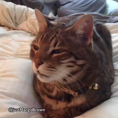 Post 10 by Cat Lover Tribe 😽 on Instagram (video)