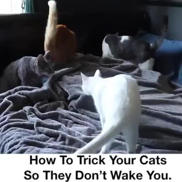 Post 3 by Cat Lover Tribe 😽 on Instagram (video)