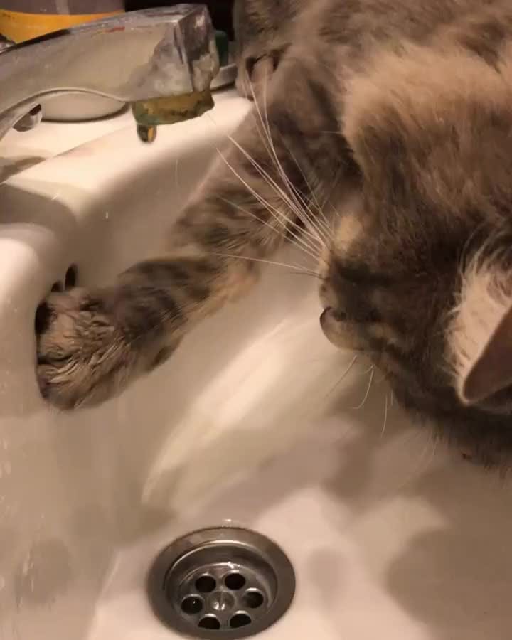 Post 5 by Cat Lover Tribe 😽 on Instagram (video)