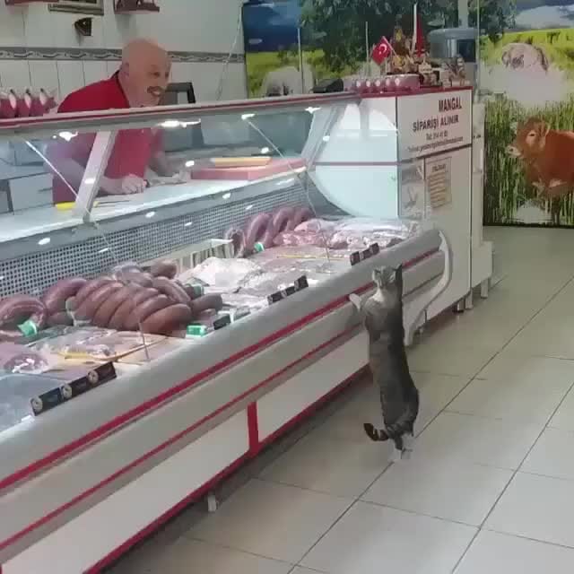 Post 8 by Cat Lover Tribe 😽 on Instagram (video)