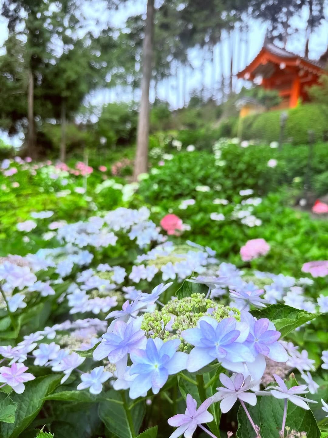Post 9 by 三室戸寺 あじさい寺 on Instagram (carousel)