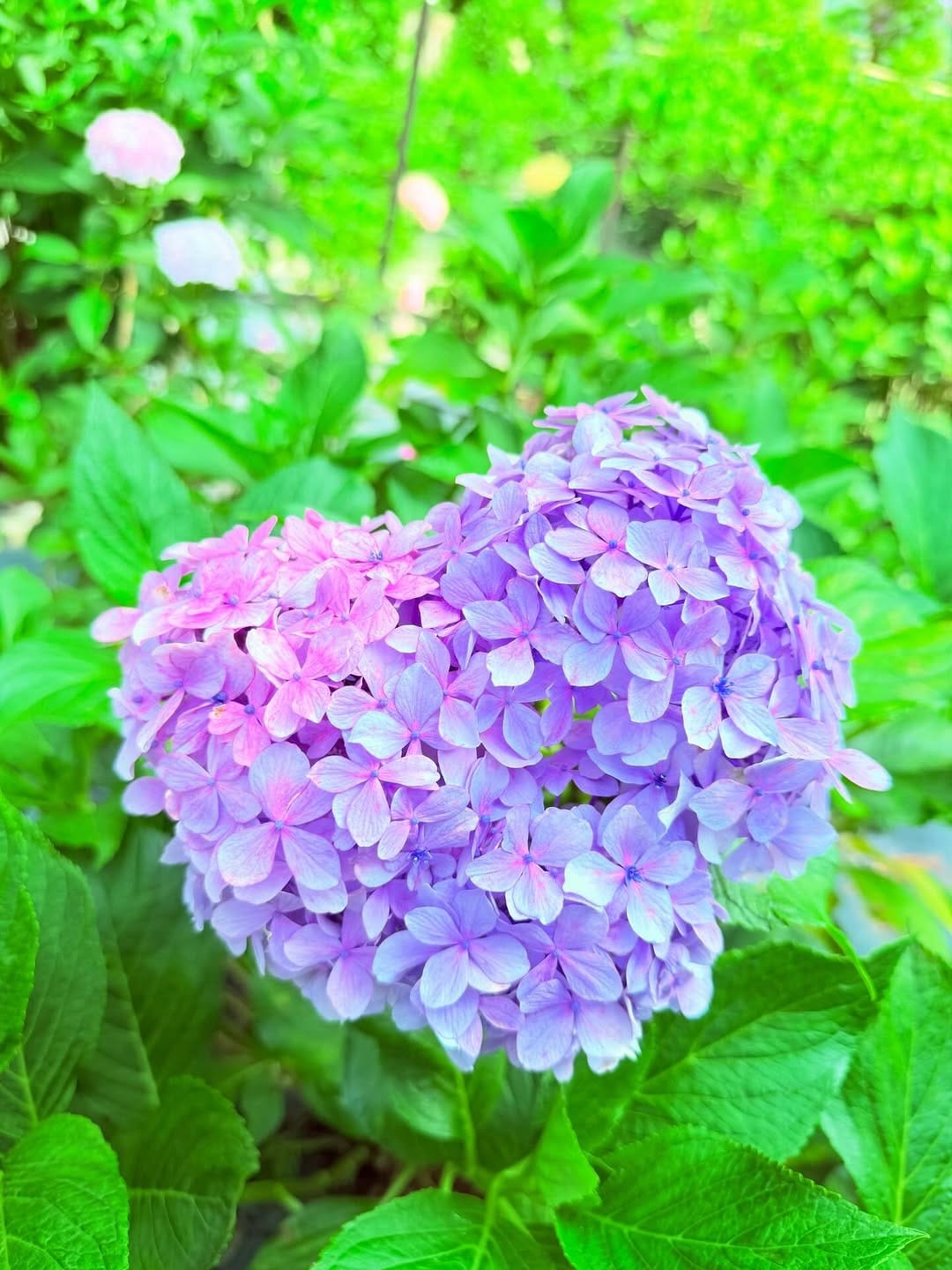 Post 3 by 三室戸寺 あじさい寺 on Instagram (carousel)