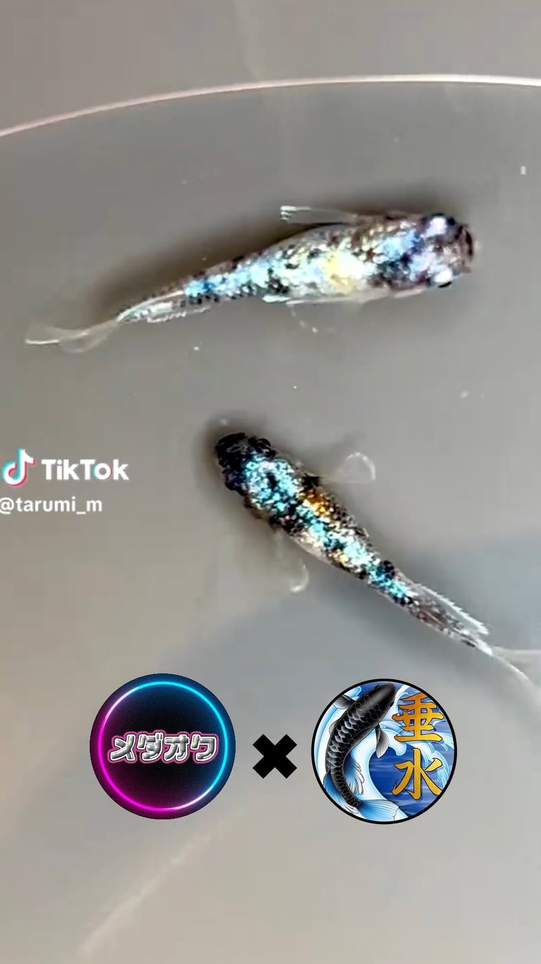 Post 1 by 桜めだか 【神戸のメダカ専門店】 on Instagram (video)