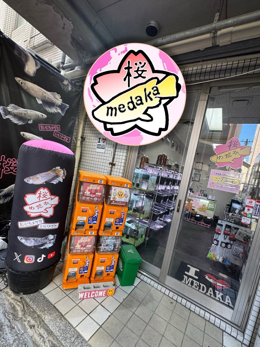 Post 3 by 桜めだか 【神戸のメダカ専門店】 on Instagram (carousel)