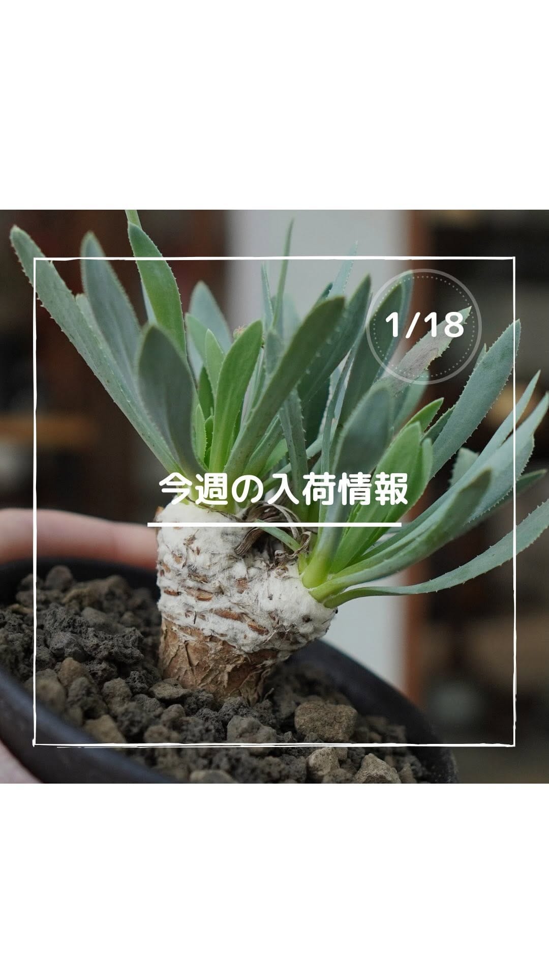 Post 8 by mana's green 塊根・アガベ｜沖縄実生の土づくり on Instagram (video)
