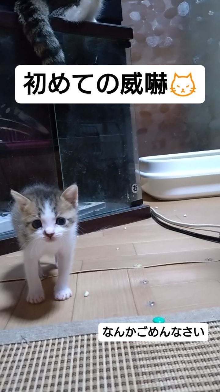 Post 10 by てらだ りえ on Instagram (video)