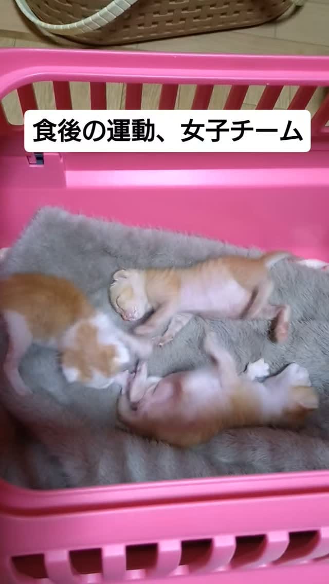 Post 7 by てらだ りえ on Instagram (video)