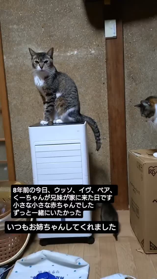 Post 1 by てらだ りえ on Instagram (video)