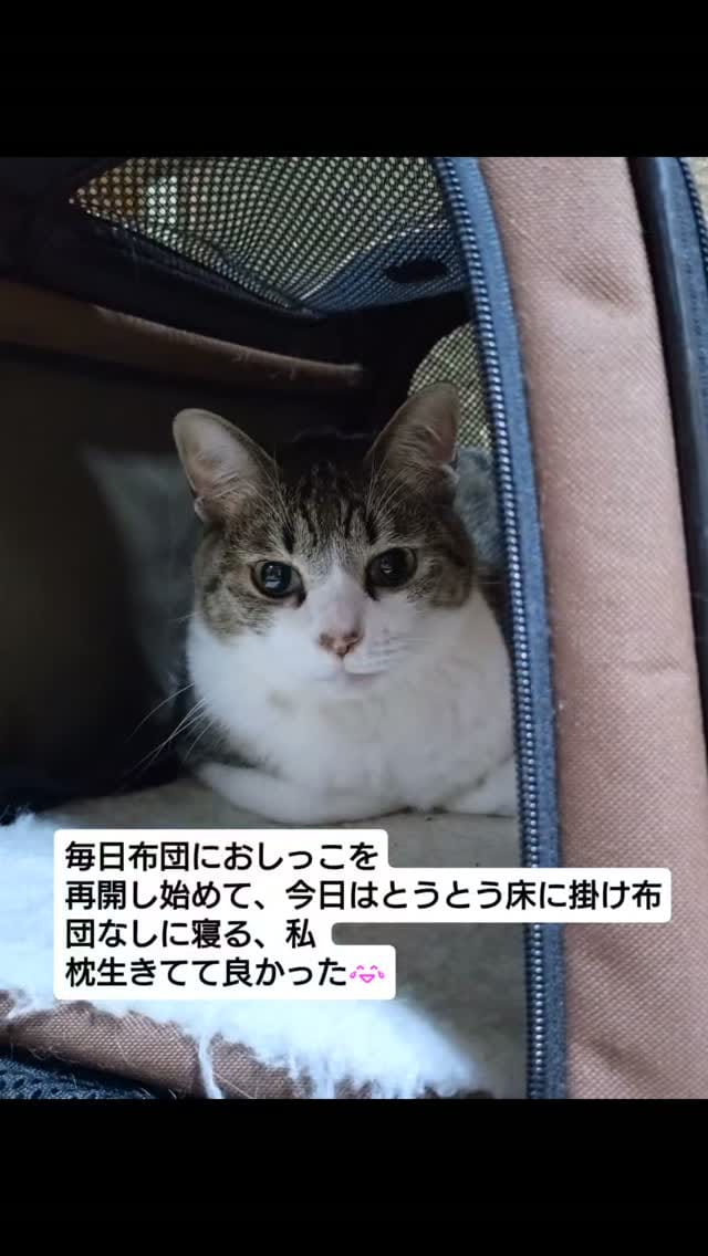 Post 5 by てらだ りえ on Instagram (video)