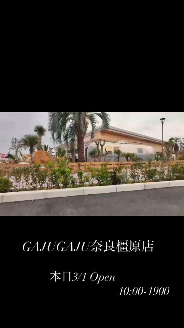 Post 10 by GAJUGAJU 和歌山・奈良総合植物店舗 on Instagram (video)