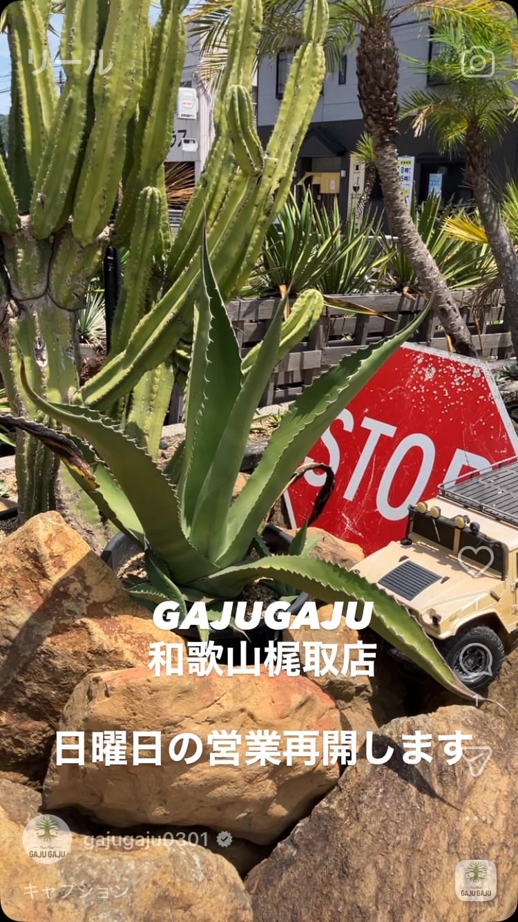 Post 1 by GAJUGAJU 和歌山・奈良総合植物店舗 on Instagram (video)
