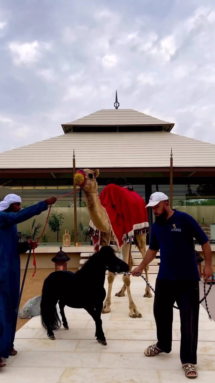 Post 2 by Horsesplanet on Instagram (video)