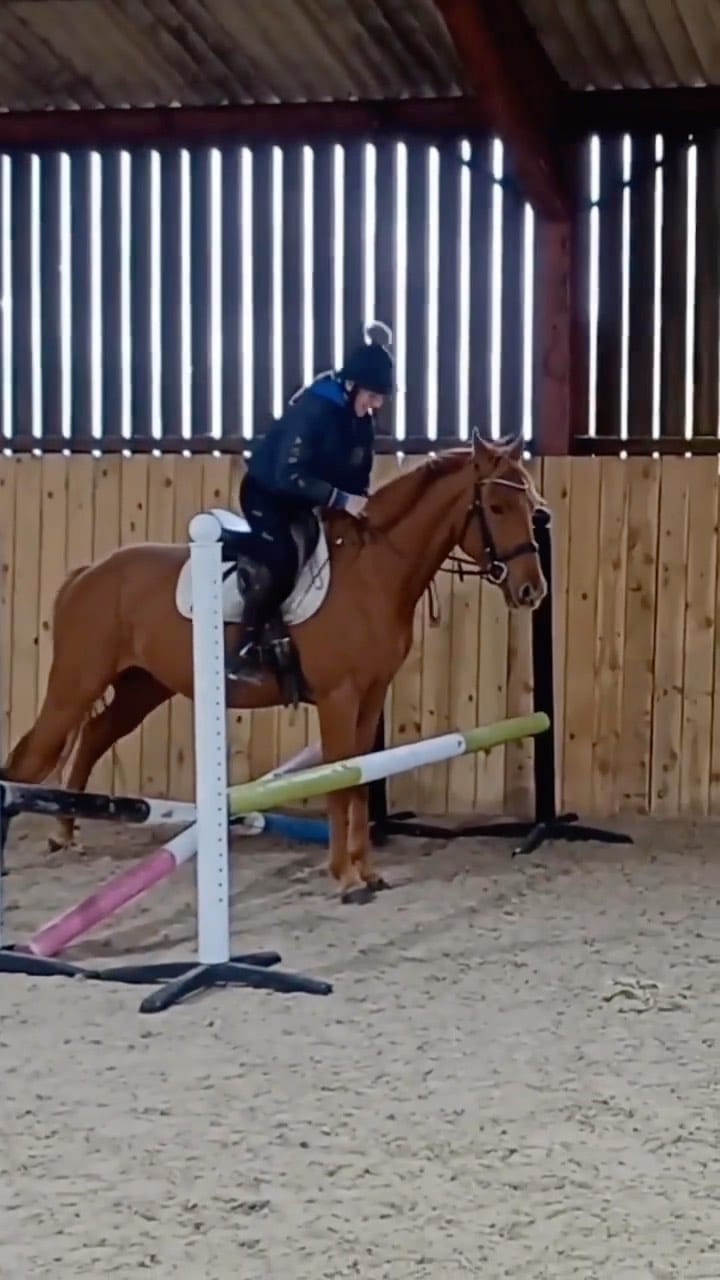 Post 6 by Horsesplanet on Instagram (video)