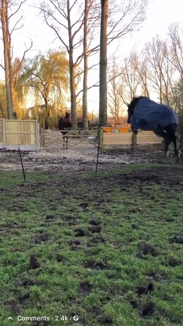 Post 7 by Horsesplanet on Instagram (video)