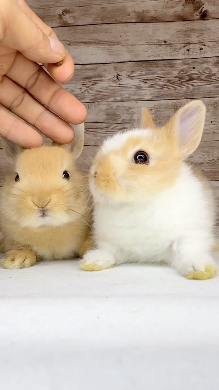 Post 2 by うさうさラビトリー本店・MD（うさぎ専門店） on Instagram (video)