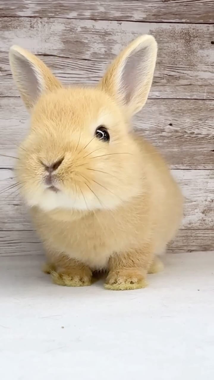 Post 4 by うさうさラビトリー本店・MD（うさぎ専門店） on Instagram (video)