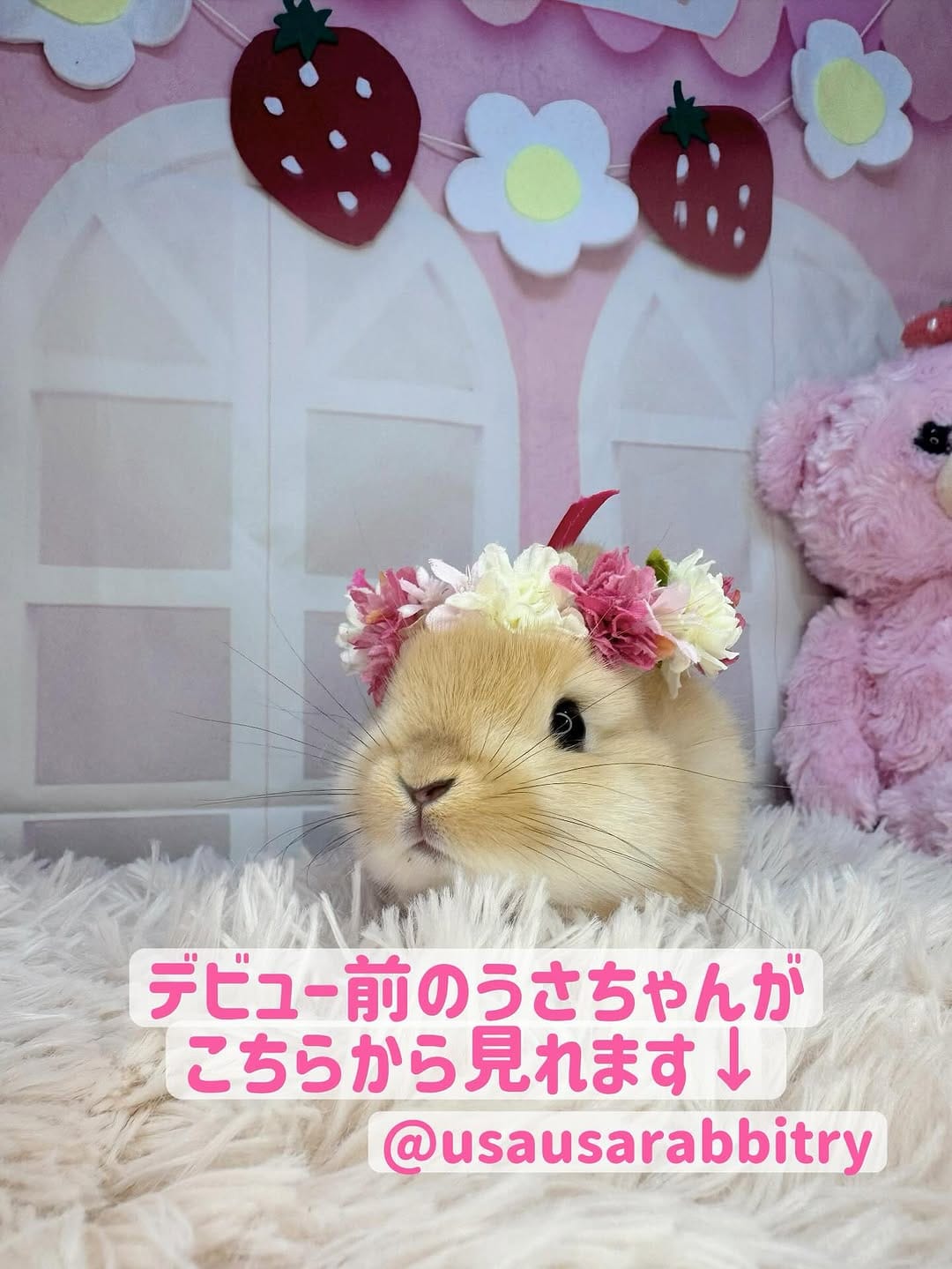 Post 10 by うさうさラビトリー本店・MD（うさぎ専門店） on Instagram (image)