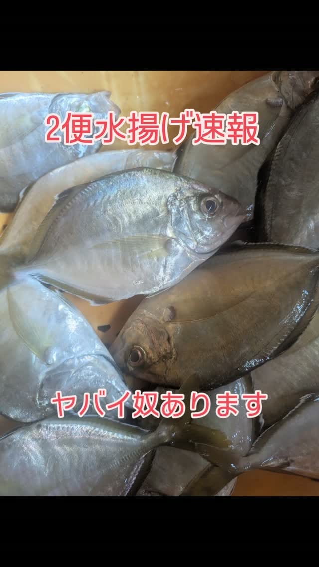 Post 1 by 今朝どれ鮮魚問屋　早鈴 on Instagram (video)