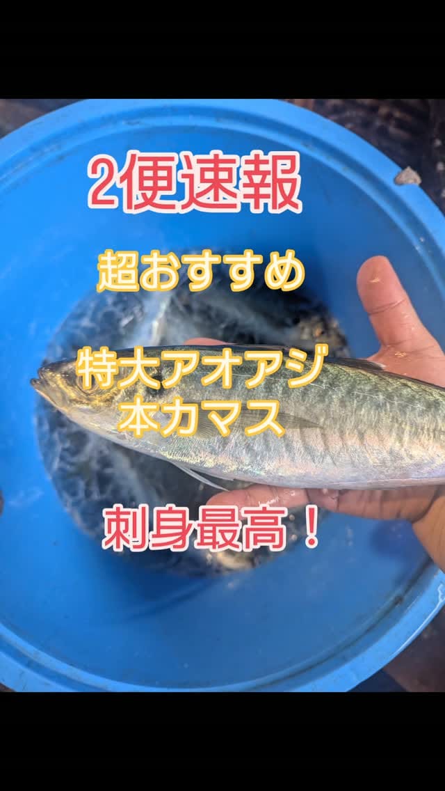 Post 9 by 今朝どれ鮮魚問屋　早鈴 on Instagram (video)