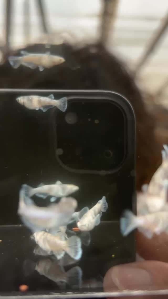 Post 6 by AquaLux(アクアルークス) on Instagram (video)