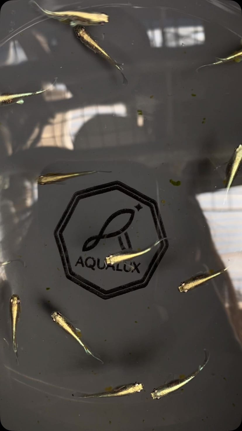 Post 3 by AquaLux(アクアルークス) on Instagram (video)