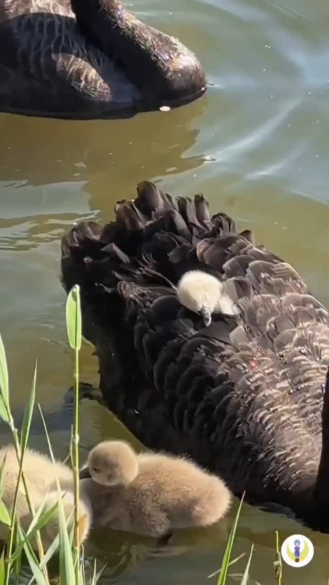 Post 1 by animalsiland on Instagram (video)