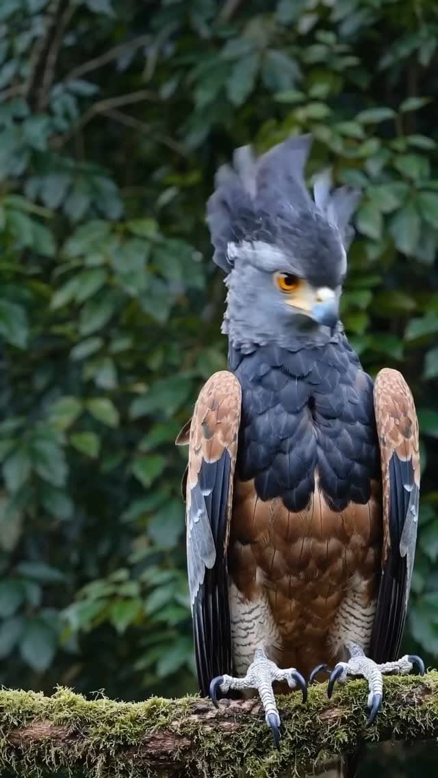 Post 7 by animalsiland on Instagram (video)
