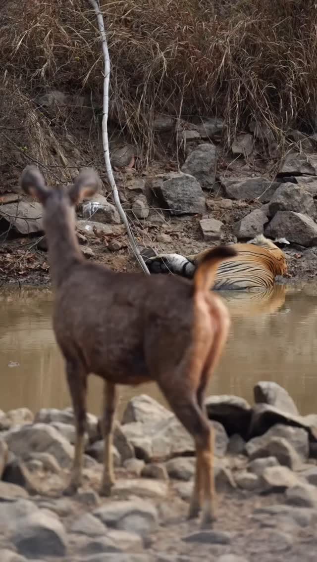 Post 6 by animalsiland on Instagram (video)