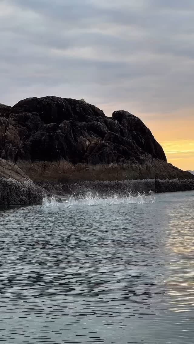 Post 5 by animalsiland on Instagram (video)