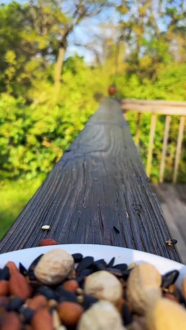 Post 10 by animalsiland on Instagram (video)