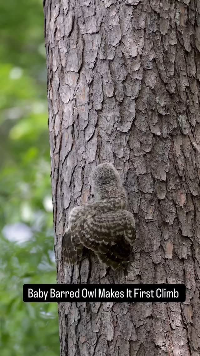 Post 2 by animalsiland on Instagram (video)