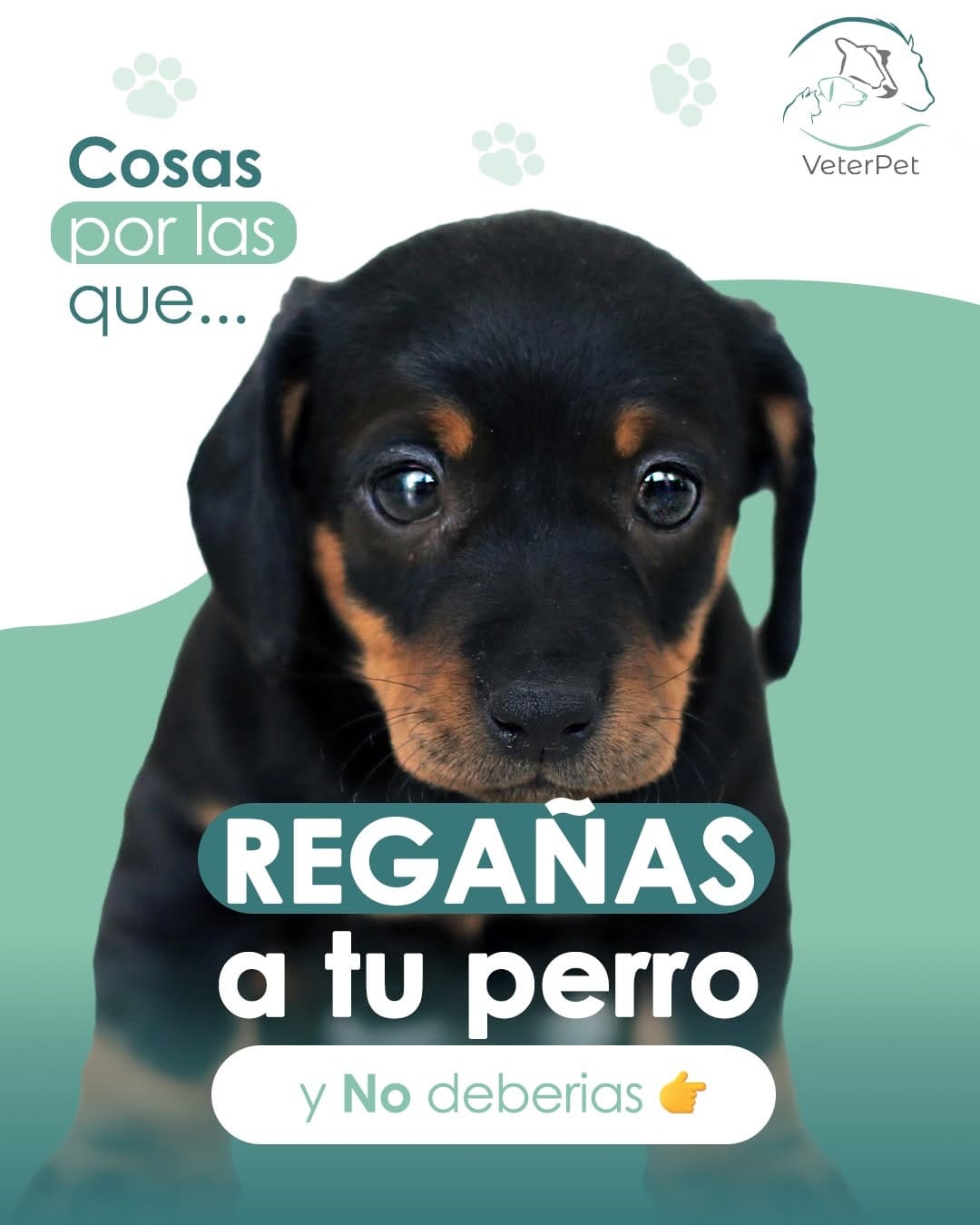 Post 3 by Veterpet Clínica Veterinaria on Instagram (carousel)