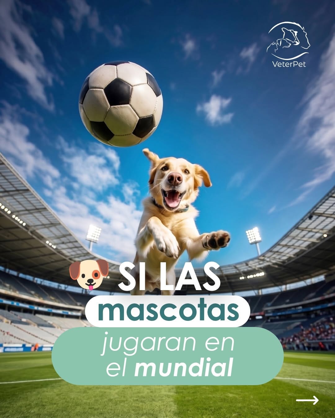 Post 1 by Veterpet Clínica Veterinaria on Instagram (carousel)