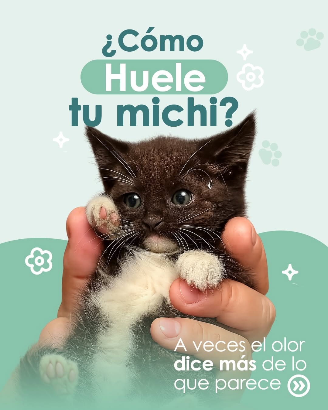 Post 6 by Veterpet Clínica Veterinaria on Instagram (carousel)
