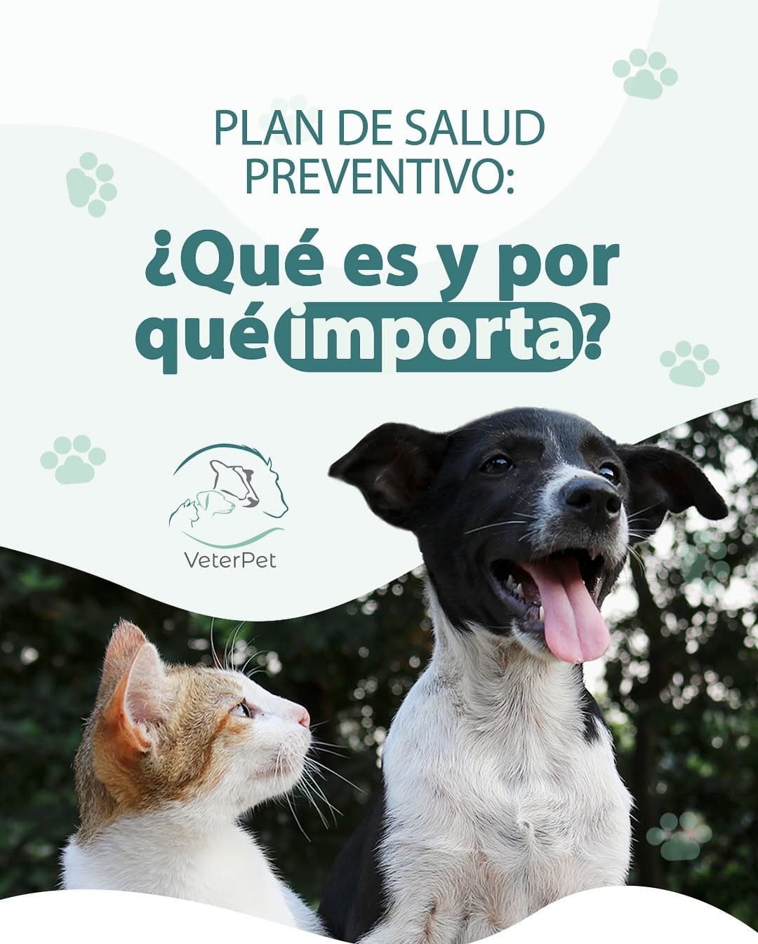 Post 9 by Veterpet Clínica Veterinaria on Instagram (carousel)