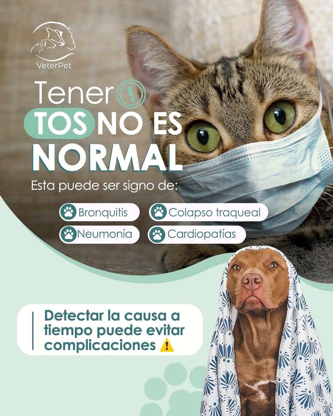 Post 8 by Veterpet Clínica Veterinaria on Instagram (image)