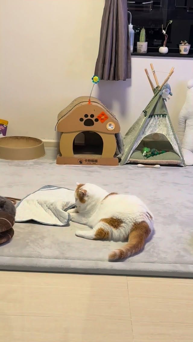 Post 7 by Romeo 大面仔 & Juliet 豆豆 on Instagram (video)