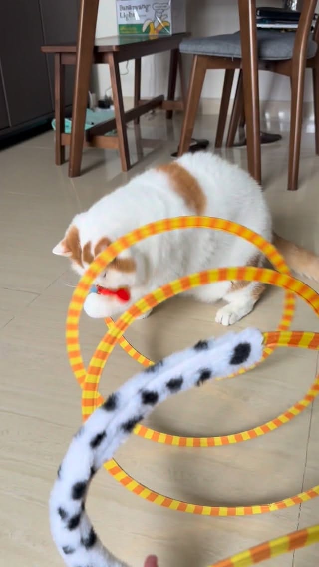 Post 6 by Romeo 大面仔 & Juliet 豆豆 on Instagram (video)
