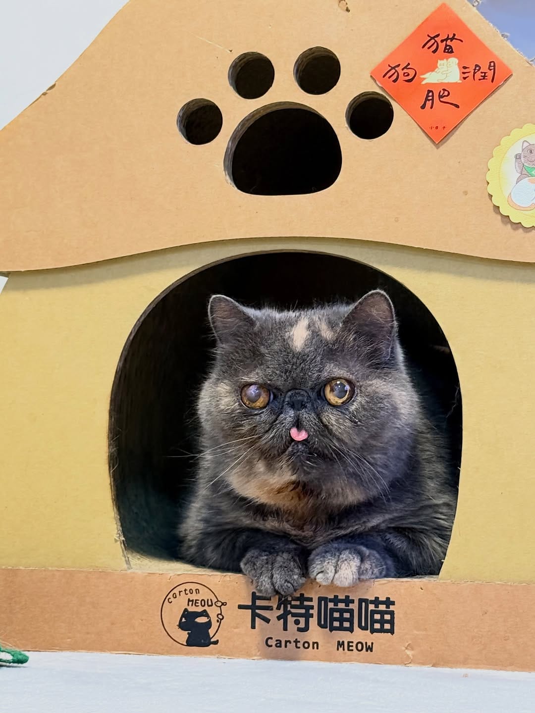 Post 1 by Romeo 大面仔 & Juliet 豆豆 on Instagram (image)
